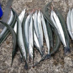 サヨリ爆釣の他にも