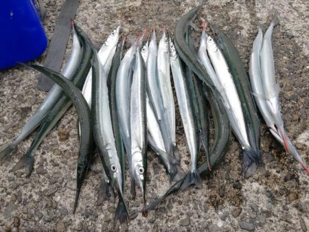 サヨリ爆釣の他にも