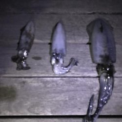 秋イカシーズです