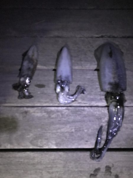 秋イカシーズです