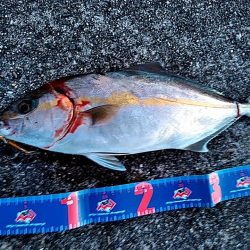 何と　シオ42㎝が2本もヒットです!!