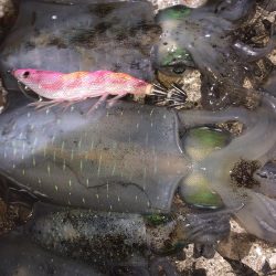 ナイトエギング