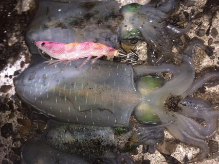 ナイトエギング