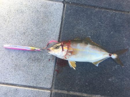 そろそろ秋ですねー。