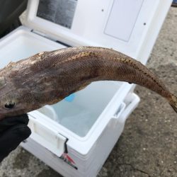 新子渋々、豆アジ大漁f^_^;