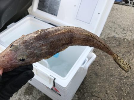 新子渋々、豆アジ大漁f^_^;