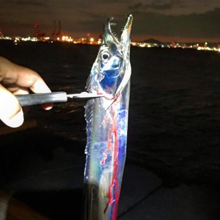 コスモスクエアタチウオ調査