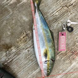 情報通りに釣れます