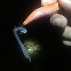 エギングウィークエンド!