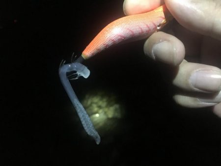 エギングウィークエンド!