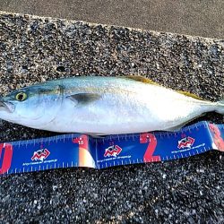 ツバスが　1本キープです!!