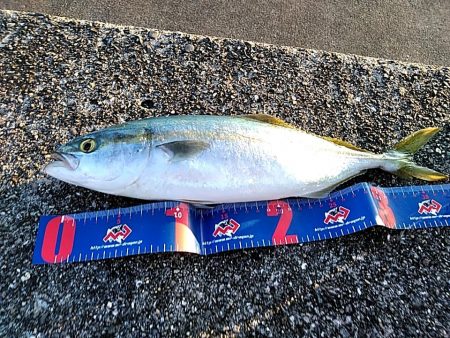 ツバスが　1本キープです!!