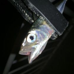 アーバンサイド豆アジング