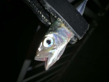 アーバンサイド豆アジング