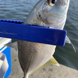 アジはアジでもメッキ