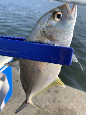 アジはアジでもメッキ