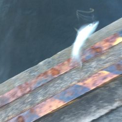 またタチウオ不発