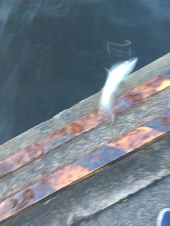 またタチウオ不発