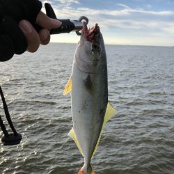 ツバスしかおらん