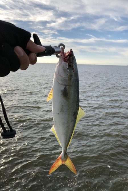 ツバスしかおらん