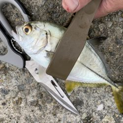 初!青物!!ツバス