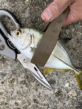 初!青物!!ツバス