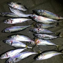 タチウオ調査3回目