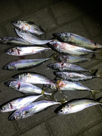 タチウオ調査3回目