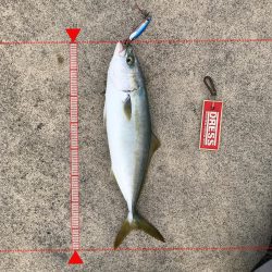 9月27日神戸ランガン