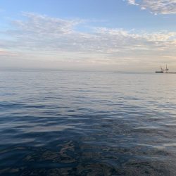 タチウオいてます