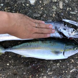 まさかのドラゴン！！