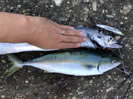 まさかのドラゴン！！