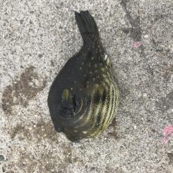 カワハギ釣りにきたでござるの巻