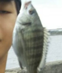 サイズは小さいが