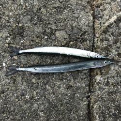 アジサバサヨリ