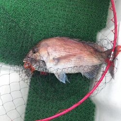 暑いのにタイラバ