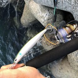 タチウオ不 青物良