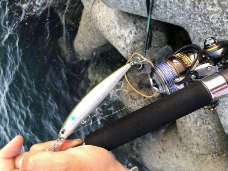 タチウオ不 青物良