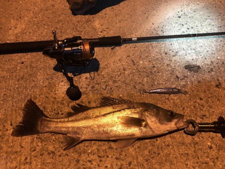 児島湾シーバス