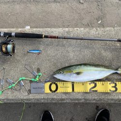 いつものハマちゃん