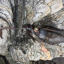 久しぶりのあおりいか