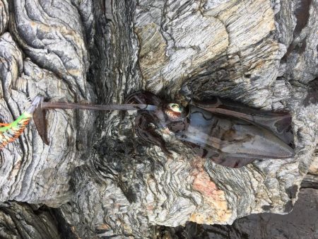 久しぶりのあおりいか