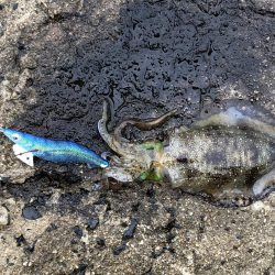 釣果もハリケーン‼︎