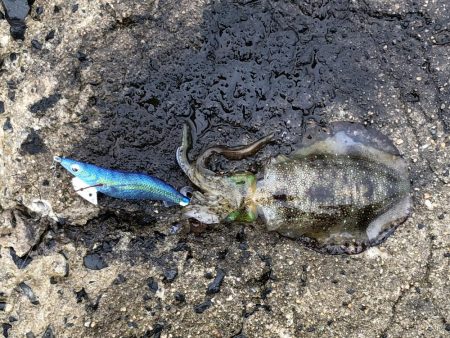 釣果もハリケーン‼︎