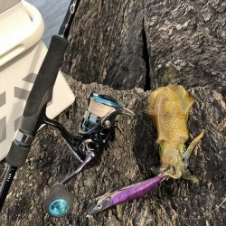 磯からエギング