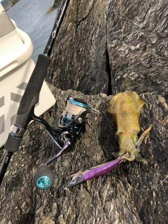 磯からエギング