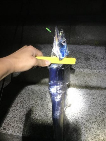 大阪市湾奥まで入ってきたー!