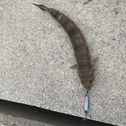 9月18日今期初アオリ、ハマチ、ツバス