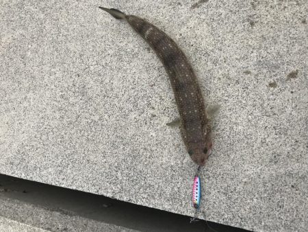 9月18日今期初アオリ、ハマチ、ツバス