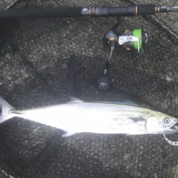 ハマチ・ツバス・サゴシ・タチ